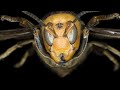 Katil Eşek Arıları   Türkçe Belgesel