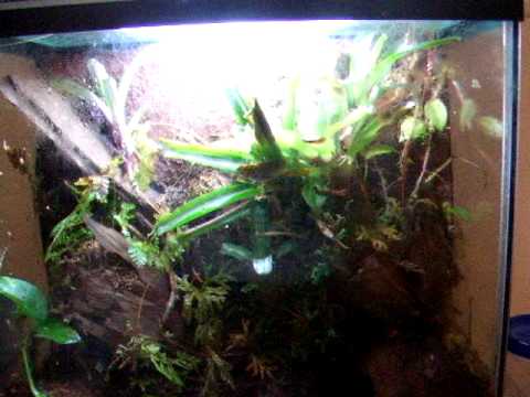 frogmore cottage Dendrobates Leucomela Care