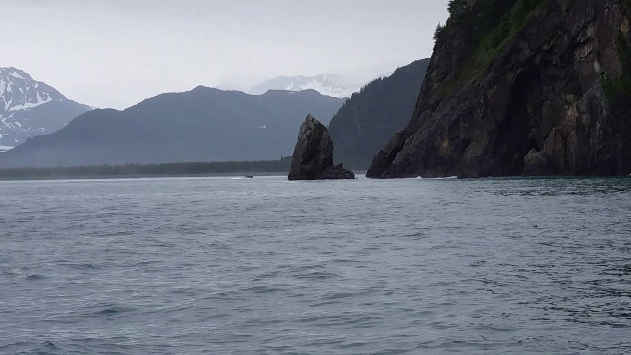 camera iphone 8 plus apk Humpback Whale Breach in Resurrection Bay, Alaska Saltwater Lodge Tours, Seward, Alaska