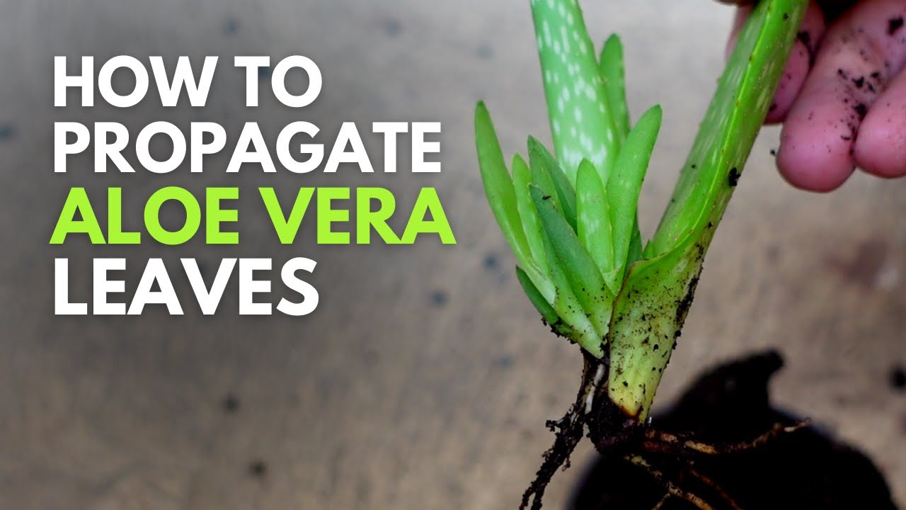 How To Propagate Aloe vera Leaves YouTube