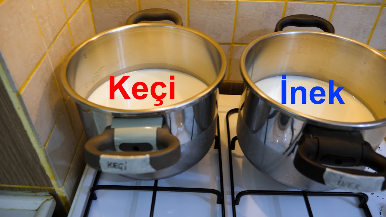 Keçi Sütümü, İnek Sütümü?