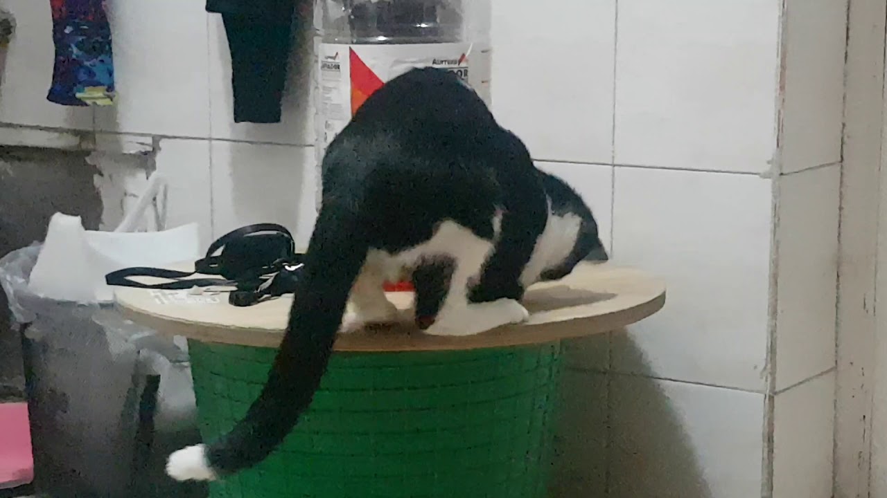 Funny Cat Pet thanksgiving dinner 