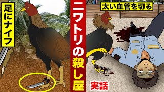 【実話】ニワトリの殺し屋。足にナイフを付け…動脈を切る。