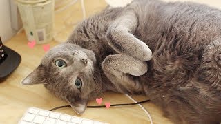 Russian Blue Cat interrupting mom |  Mejoo and Cats