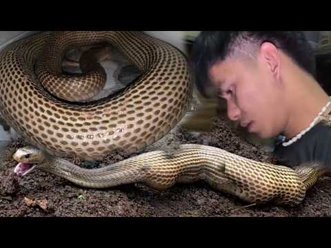 SOBRANG BUSOG NG COBRA ANG PINAHULI KAY COBRA PRINCE