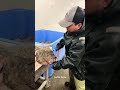 Removing the head of halibut for weighing and packing to prepare for market #halibut