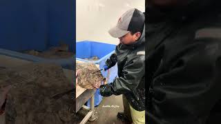 Removing the head of halibut for weighing and packing to prepare for market #halibut