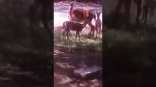 #deer #wildlife #animals #shorts