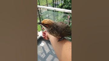 inilah suara burung cucak rowo Yang keberadaannya terancam punah #aviary