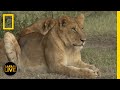 Safari Live - Day 333 | National Geographic