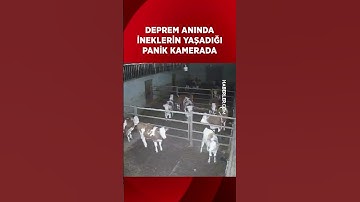 Deprem Anında İnekler Panikle Kaçıştı