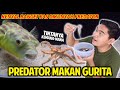 KASIH MAKAN PREDATOR DI RUMAH PAKAI GURITA! BANYAK BANGET TINTANYA! TERNYATA PADA DOYAN!