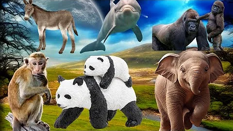 Video 3087261: forest animals, cat animals tiger, cat dog tiger, cat sounds animals