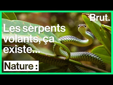 Vidéo: Pourquoi Les Serpents Rêvent-ils