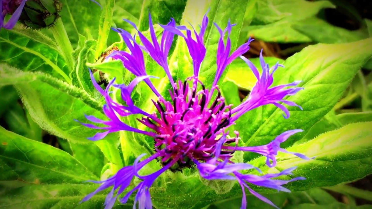 British Spring Blossoms - Centaurea Montana Flowers In Garden 