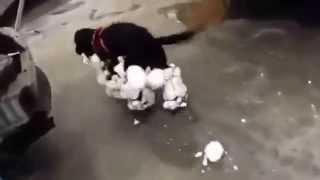 Прикол,Собака гуляла по снегу