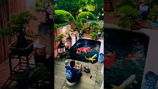 GÓC THƯ GIÃN & LÀM VIỆC HIỆU QUẢ CỦA SẾP VIP CEO BOSS | HOÀNG PHÚC KOI FARM #viral #koi #shorts