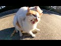 同性愛に目覚めた猫に迫られて「そんな趣味はないニャ〜」と拒否する茶シロ猫