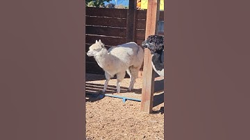 Llama and alpaca #llama #alpaca #cute #animals  #together