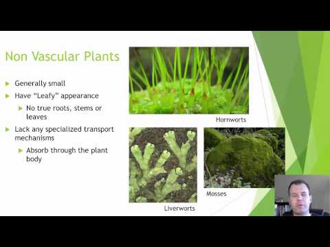 Video: Wat is atomair tuinieren - Geschiedenis van straling en planten
