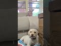 Don't move a muscle doggy