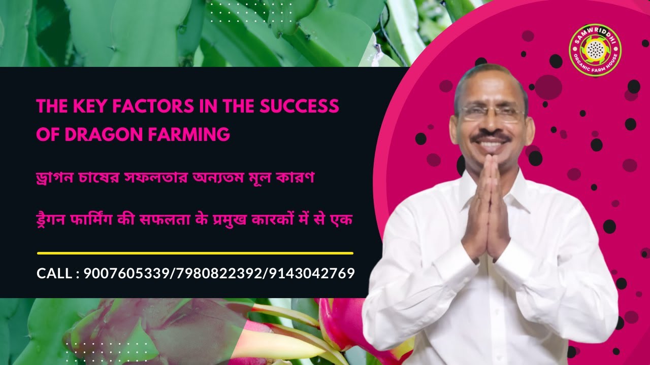 The Key Factors In The Success of Dragon Farming: ড্রাগন চাষের সফলতার অন্যতম মূল কারণ।