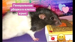 🌸Генеральная уборка в клетке у крыс 🐀 💖🐀💖🐀 🌸Генеральная уборка в клетке у крыс 🐀 💖🐀💖🐀