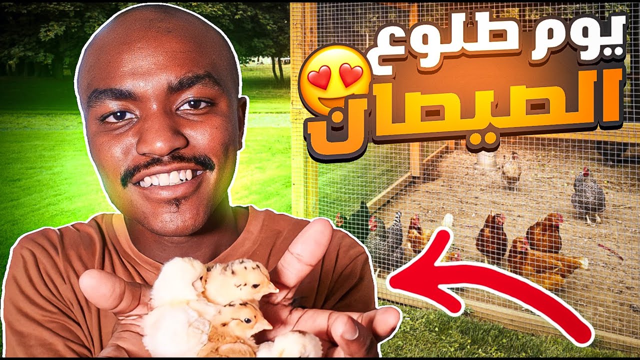 اخيراً فقص بيض الدجاج.😍🐓