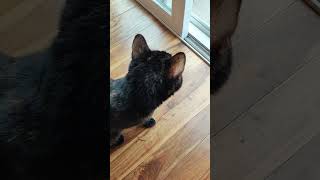 loopy Kaida watches the squirrel #tortitude #squirrel #tortoiseshellcat #catsofyoutube