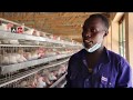 Somalia | Poultry farm north of Mogadishu to meet local needs