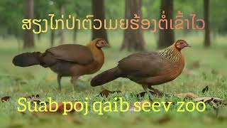 Suab poj qaib seev zoo 