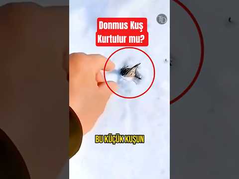 Donmuş Bir Kuşu Hayata Döndürüyor 🕊️❄️😲
