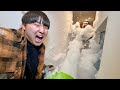 友達の家を泡マシーンで水没させてみた ドッキリ 友達の家を泡マシーンで水没させてみた ドッキリ