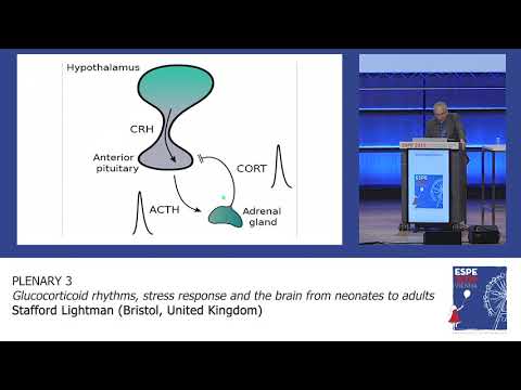 ESPE 2019 Plenary 3: Glucocorticoid rhythms, stress response and the brain from neonates to adults