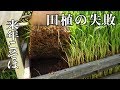 2019田植えの失敗を振り返る