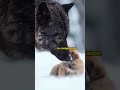 His heart was bigger than his hunger... 🐺❤️#rescue #hero #shorts