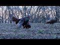 Turkey Decoy Demolition