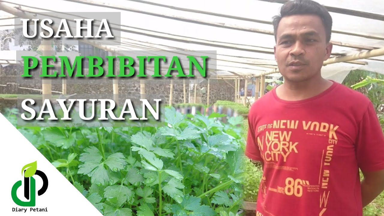 CERITA SUKSES PENGUSAHA BIBIT SELEDRI + TUTORIAL CARA MENANAM SELEDRI