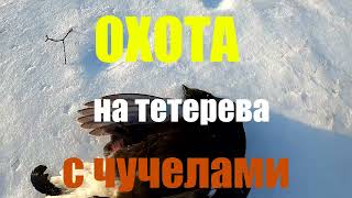 Охота на тетерева, с чучелами