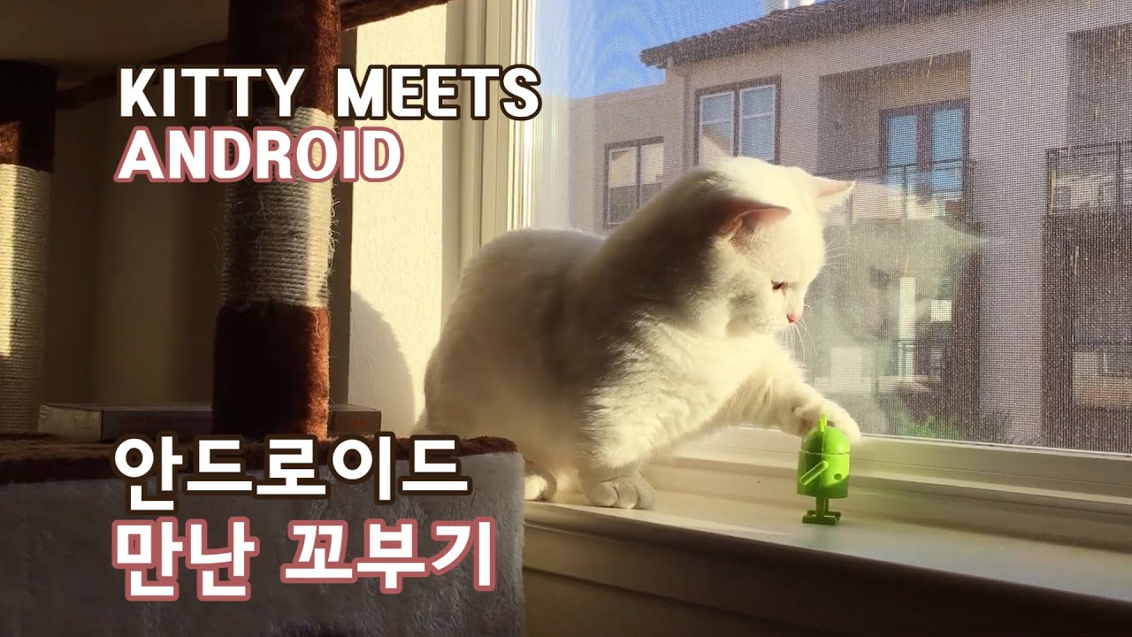 squirtle-games Munchkin Cat Meets Android - 1 year 3 months old Kitty