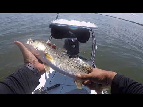 SPECKLED TROUT ON FRESH CUT BAIT!!!! 