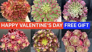 2/14/2024 HAPPY VALENTINES DAY | FREE GIFT FOR ORDER OVER $120 | Lele: (408) 883 5495 by LeLe's Succulents USA 1,257 views 3 months ago 8 minutes, 23 seconds