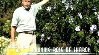 Pruning Rose of Sharon