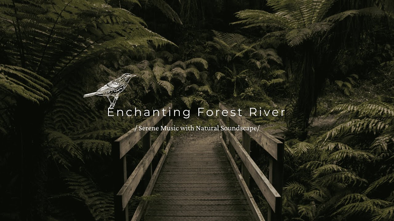 Enchanting Forest River 🌲 Serene Music with Natural Soundscape - YouTube