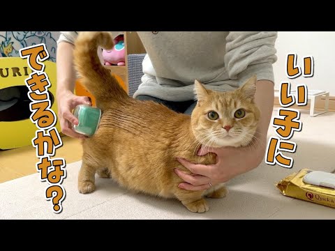 ８歳になってもわがままな兄猫のブラッシングが大変すぎた！