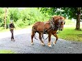 BARON'S FIRST DRIVE! // How will our new Suffolk Punch Stallion Do??