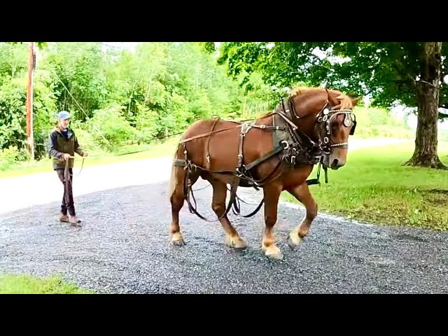 BARON'S FIRST DRIVE! // How will our new Suffolk Punch Stallion Do??