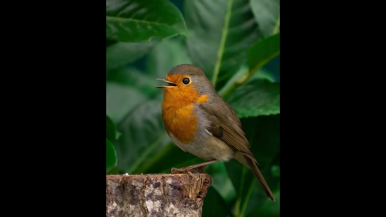 IL PETTIROSSO E I CONFINI