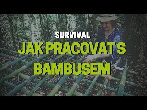 Video: Co je na bambusu zvláštní?