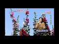 魏小羽 青春的內山姑娘 魏小羽 青春的內山姑娘